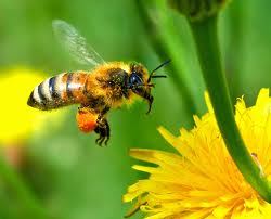 Dari Lebah Kita Belajar Akan Arti Kerja Keras
